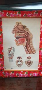 Vintage poster mond, neus, keel, strottenhoofd, Ophalen, Gebruikt, Deurposter of groter, Rechthoekig Staand