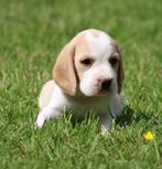 Beagle pup , Bicolor, Dieren en Toebehoren, Honden | Beagles, Bassets en Lopende honden, CDV (hondenziekte), 8 tot 15 weken, België