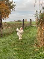 Brahma haantjes te koop!, Dieren en Toebehoren, Pluimvee