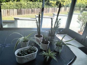 Kamerplanten/Euphorbia cactus/chlorophytum/opuntia/... beschikbaar voor biedingen