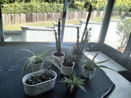 Kamerplanten/Euphorbia cactus/chlorophytum/opuntia/..., Huis en Inrichting, Kamerplanten, In pot, Ophalen