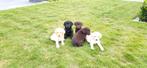 Labrador pups, Dieren en Toebehoren, Parvo, België, 8 tot 15 weken, Labrador retriever