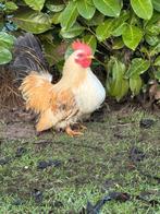JONG LEVENDIG CHABO HAANTJE, Dieren en Toebehoren, Pluimvee, Mannelijk, Kip