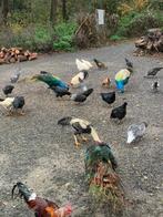 krielkippen, Dieren en Toebehoren, Pluimvee, Meerdere dieren, Kip