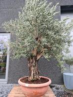 Olijfboom Olea Europaea in schaal, Ophalen, Olijfboom