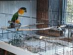 Caique man 24, Dieren en Toebehoren