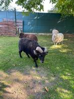 gecastreerde ouessantbok, Dieren en Toebehoren, Mannelijk, Schaap, 6 jaar of ouder