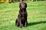 Chiot Labrador chocolat à vendre - mâle, Animaux & Accessoires, Chiens | Retrievers, Épagneuls & Chiens d'eau, Un chien, Belgique