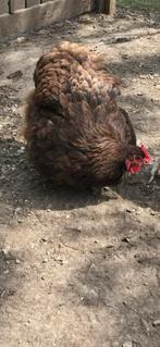 Orpington choco hen