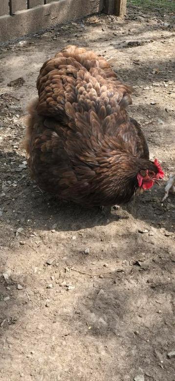 Orpington choco hen
