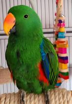 Edelpapegaai, Dieren en Toebehoren, Vogels | Parkieten en Papegaaien, Mannelijk, Papegaai, Pratend
