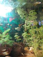 Jonge guppy's te koop, Dieren en Toebehoren