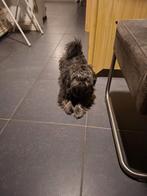 Shih tzu te koop, 15 semaines à 1 an, Particulier, Chien (mâle), Autres races