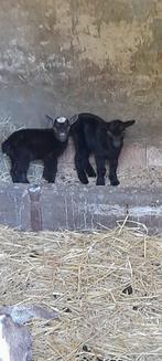 Super mooie tweeling!, Meerdere dieren, Geit, 3 tot 5 jaar
