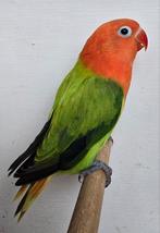 Groene Opaline/Ino Fischeri 2025, Femelle, Perroquet nain ou Inséparable, Bagué