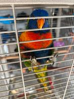 Lori papegaai, Dieren en Toebehoren, Vogels | Parkieten en Papegaaien, Papegaai