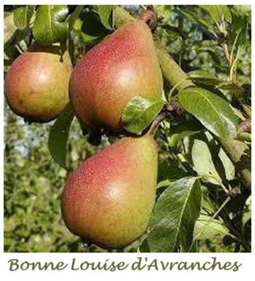 POIRIERS : ea BONNE LOUISE, CONFERENCE, DOYENNÉ DU COMICE,.., Enlèvement ou Envoi, Printemps, Plein soleil, Plantes fruitières