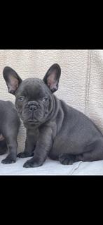 Chiots bouledogue français, 15 semaines à 1 an, Étranger, Parvovirose, Plusieurs animaux