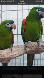 ARA NOBILIS pop 2025, Dieren en Toebehoren, Vogels | Parkieten en Papegaaien