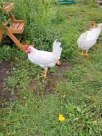 Witte leghorn haan, Dieren en Toebehoren, Pluimvee