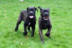 Cane Corso pups te koop - Belgisch, Dieren en Toebehoren, Honden | Bulldogs, Pinschers en Molossers, Meerdere, Meerdere dieren