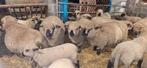 8 agneaux hamsphire  de 4mois