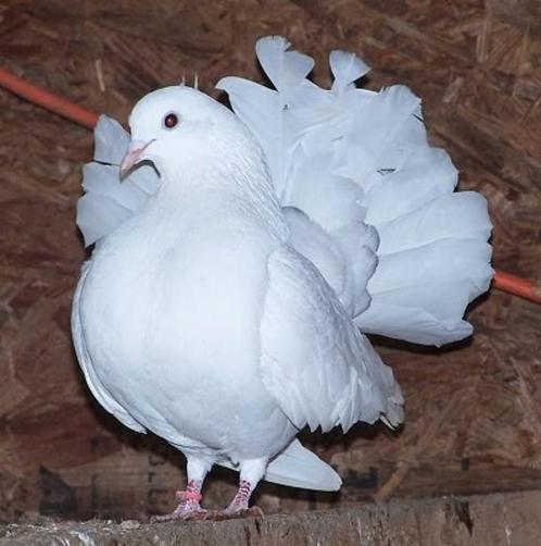 pauwstaart duivin, Dieren en Toebehoren, Vogels | Duiven, Overige soorten, Vrouwelijk
