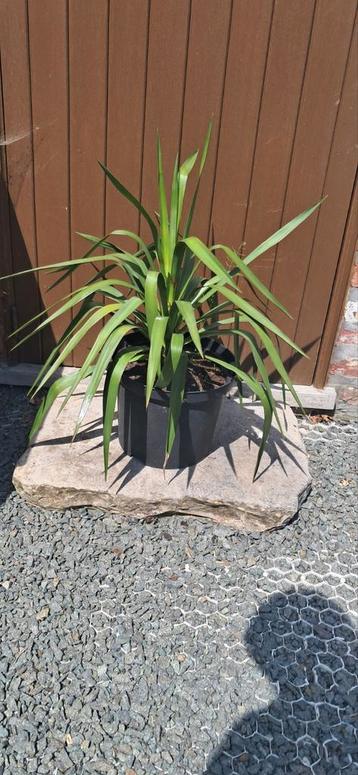 Yucca plant (winterhard) - vetplant - cactus