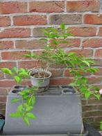 Vend ou échange forsythia (mimosa de Paris), Jardin & Terrasse, Enlèvement, 250 cm ou plus, Autres espèces, Arbuste
