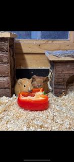 Gladhaar (us teddy drager ) zeugjes, Dieren en Toebehoren, December, Vrouwelijk, Cavia