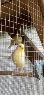 Kanaries, Dieren en Toebehoren, Vogels | Kanaries, Kleurkanarie