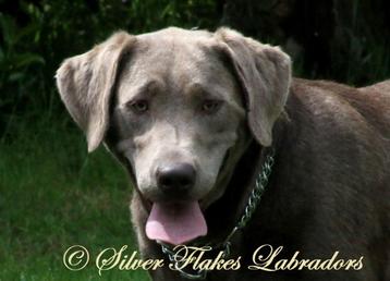 Labrador teef, silver; 8 jaar beschikbaar voor biedingen