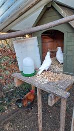 Pigeons blancs, Enlèvement