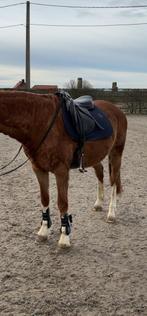 Forestier veelzijdigheidszadel, Dieren en Toebehoren, Ophalen, Gebruikt, Recreatie