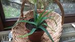 Aloe vera, Huis en Inrichting, Kamerplanten, Ophalen