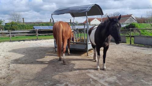 pensionstal te Brecht, Dieren en Toebehoren, Stalling en Weidegang, Stalling, Weidegang, 1 paard of pony