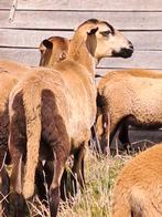 Zelfruiende schapen, Dieren en Toebehoren, Schapen, Geiten en Varkens, Meerdere dieren, Schaap, 0 tot 2 jaar