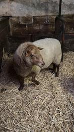 Voskop ram, Dieren en Toebehoren, Schapen, Geiten en Varkens