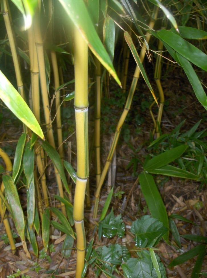 Bamboe Phyllostachys aureosulcata Spectabilis, Tuin en Terras, Planten | Struiken en Hagen, Haag, Bamboe, Ophalen