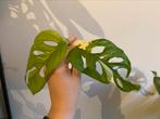 Monstera adansonii variegata, Enlèvement ou Envoi