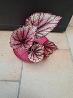 Begonia rex nr 70, Huis en Inrichting, Kamerplanten, Ophalen