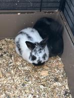 Vlaamse reus, Dieren en Toebehoren, Konijnen, Meerdere dieren, Groot, 0 tot 2 jaar