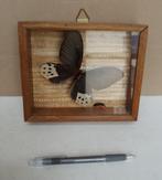 Vintage taxidermie vlinder Atrophaneura Horishanus, Ophalen of Verzenden, Gebruikt, Insect, Opgezet dier