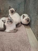 Britse korthaar kittens  Nog 2 kittens poesje en katertje, Meerdere dieren, Gechipt, 0 tot 2 jaar