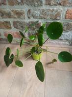 pannenkoekenplant of Pilea peperomioides, Huis en Inrichting, Kamerplanten, Ophalen of Verzenden, In pot, Halfschaduw