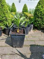 Palmplanten trachycarpus fortunei, Tuin en Terras, Ophalen