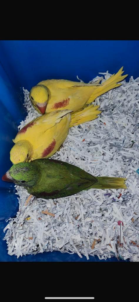 Papagaaien en alexander parkieten, Animaux & Accessoires, Oiseaux | Perruches & Perroquets, Perroquet, Plusieurs animaux, Bagué