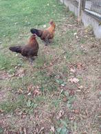 2 haantjes zoeken nieuwe thuis, Dieren en Toebehoren, Mannelijk, Kip