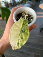 Alocasia Dragon Scale mint, Ophalen, Overige soorten, Halfschaduw, Minder dan 100 cm