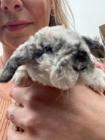 Nhd konijntjes met astrex gen, Dieren en Toebehoren, Januari, Meerdere dieren